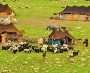 The Kurdish nomadic